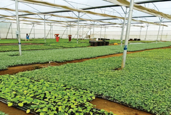 Ganesha Seeds Greenhouse